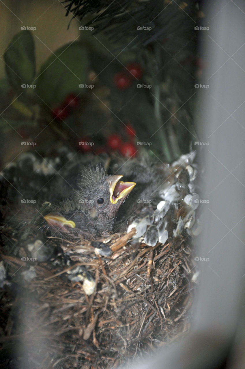 Hungry Baby House Finch