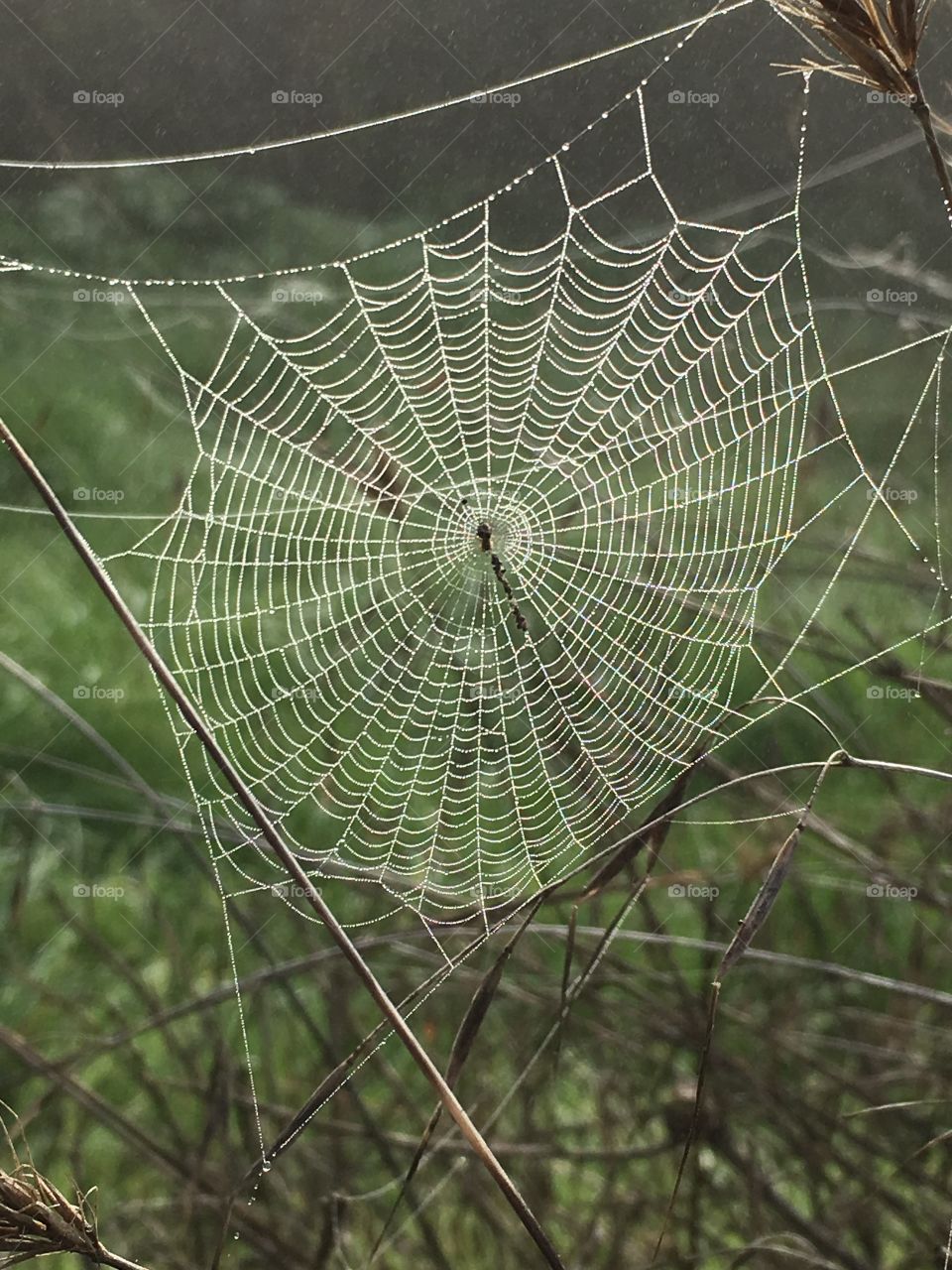 Web in the Mist