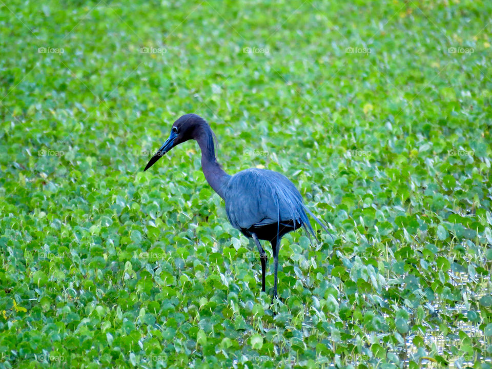 little blue heron