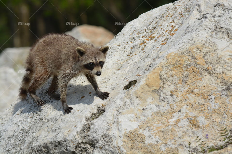 Raccoon on the rocks looking my way on the rocks of the san Jacinto river in Texas 