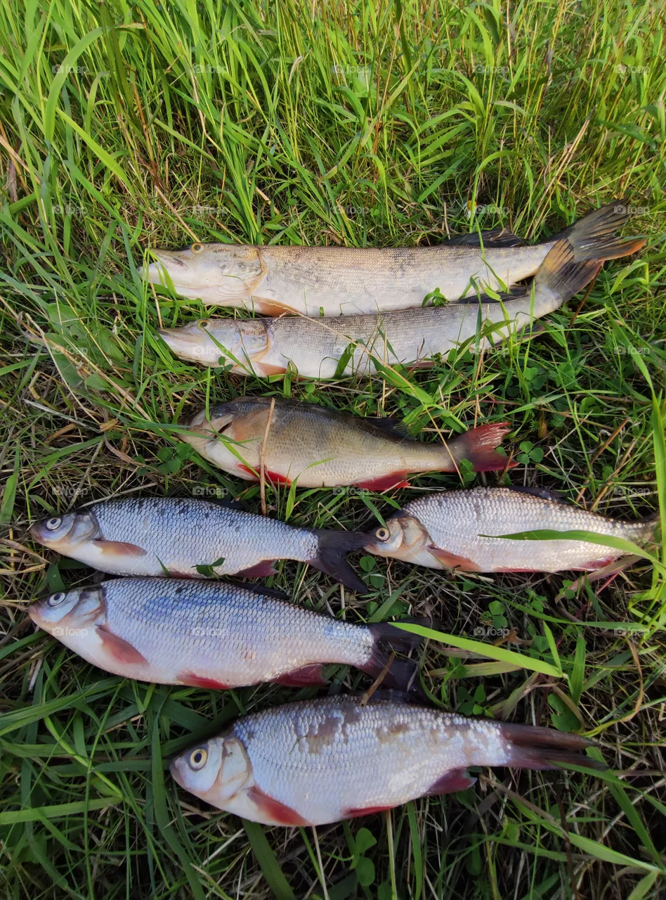 Fishing, early morning, silence, river, coolness, sunrise on the river, perch, spinning, fishing rod, spinner, spinning fishing,