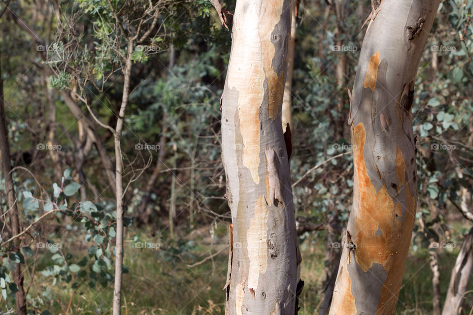 nature tree forest australia by splicanka