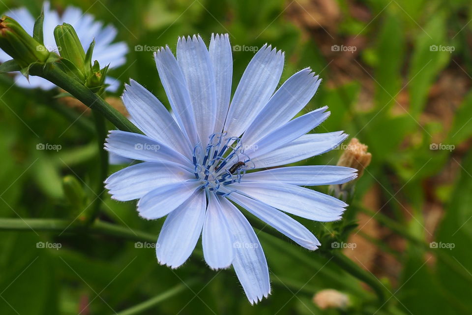 blue flower