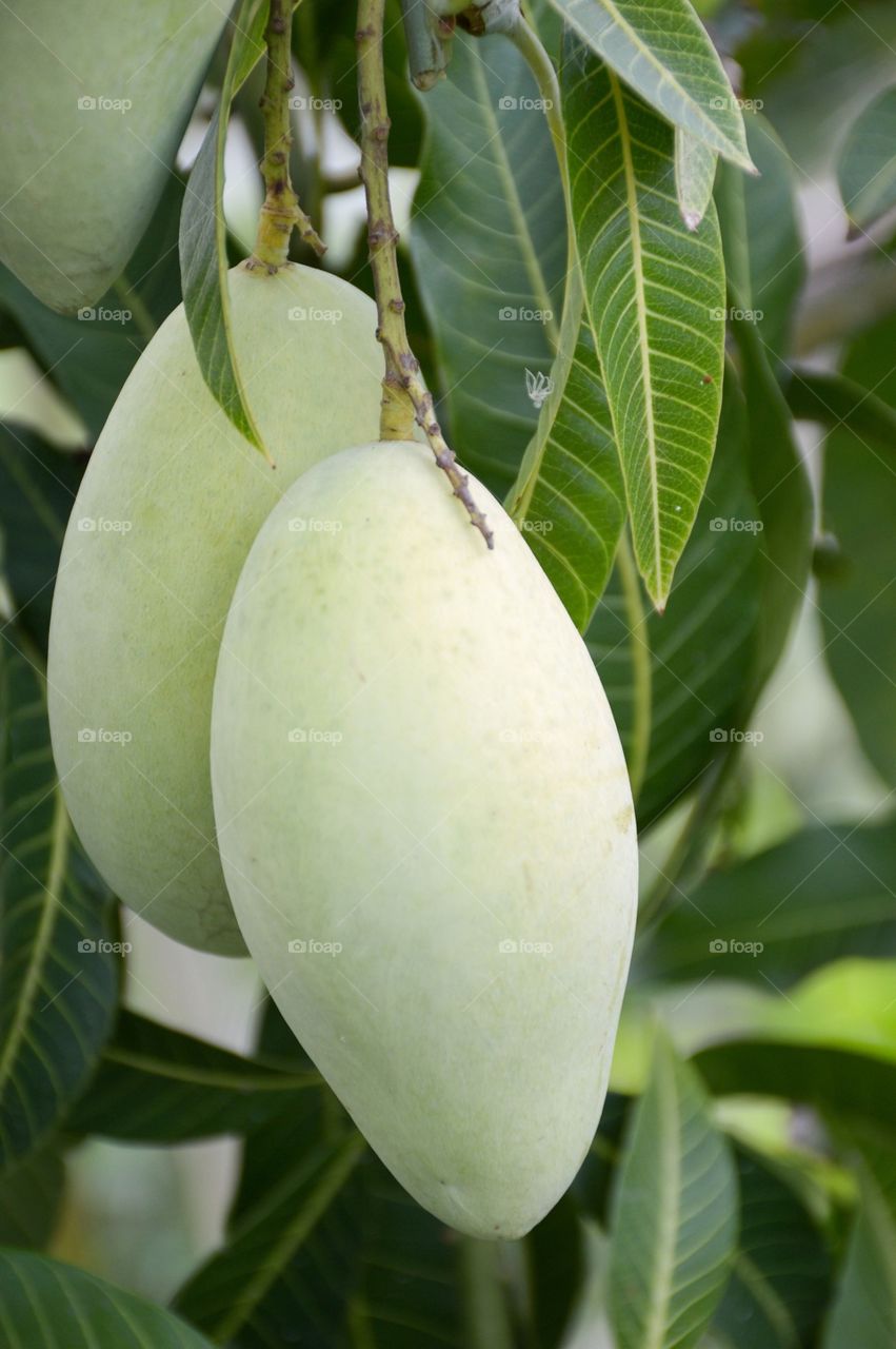 Fresh green mango fruit in nature garden