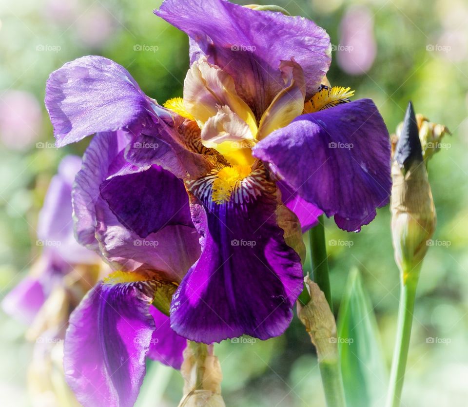 Purple Iris