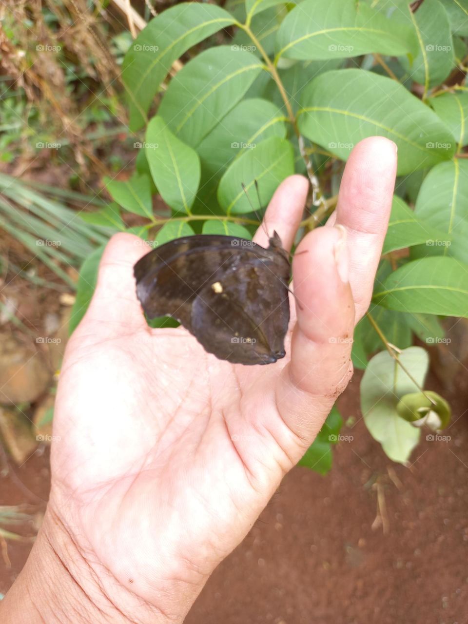 Beautiful butterfly perched on the fingers