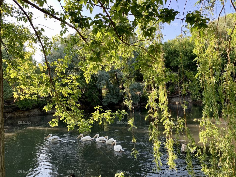 pelicans at the pond