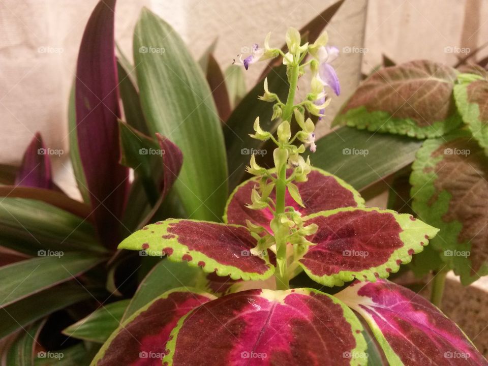 black dragon coleus & rhoeo tri color. my black dragon coleus is seeding. while my rhoeo is growing beautifully! 