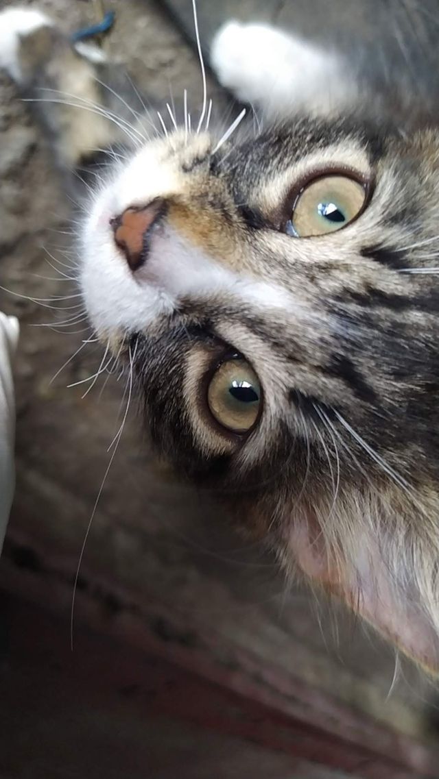 кот