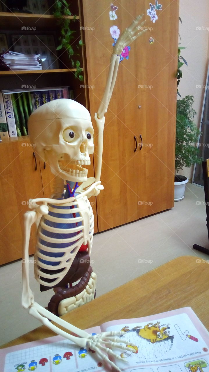 скелет ученик