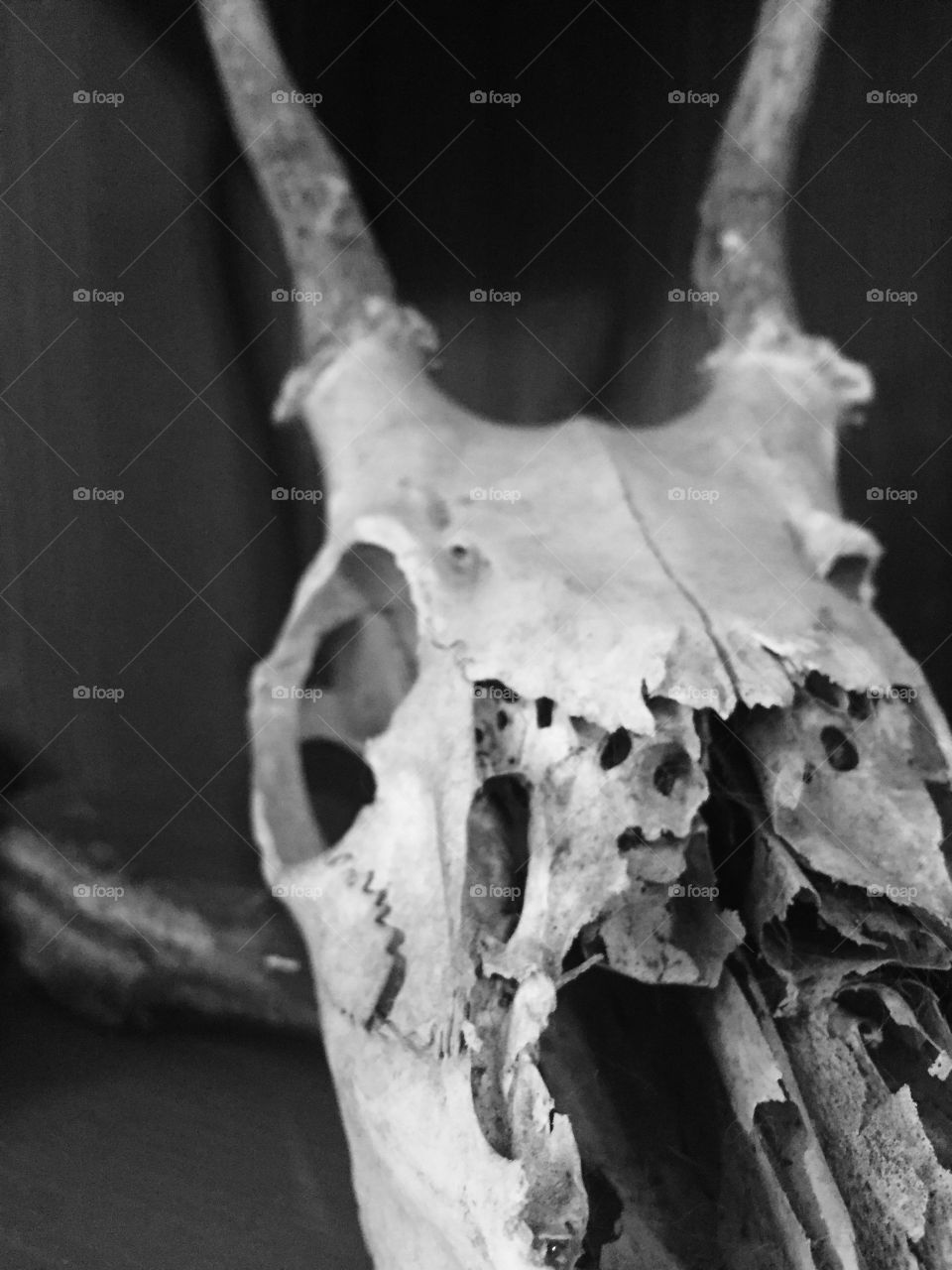 Frame, No Person, Skull, One, Bone