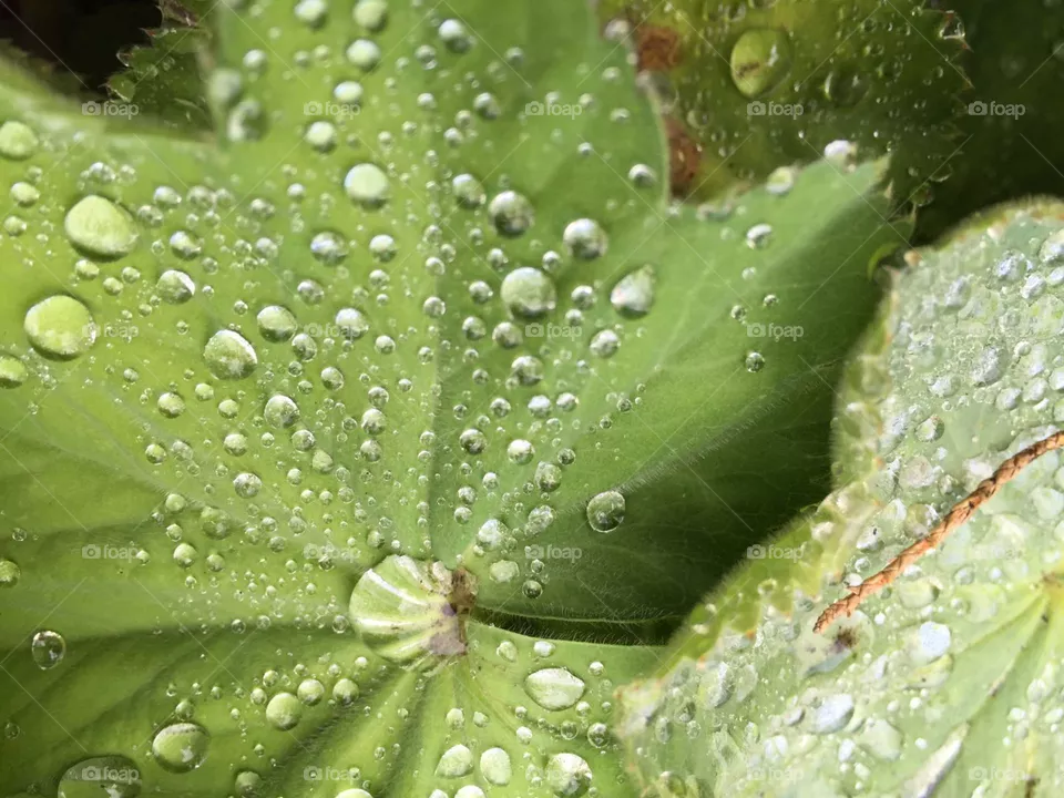 drops