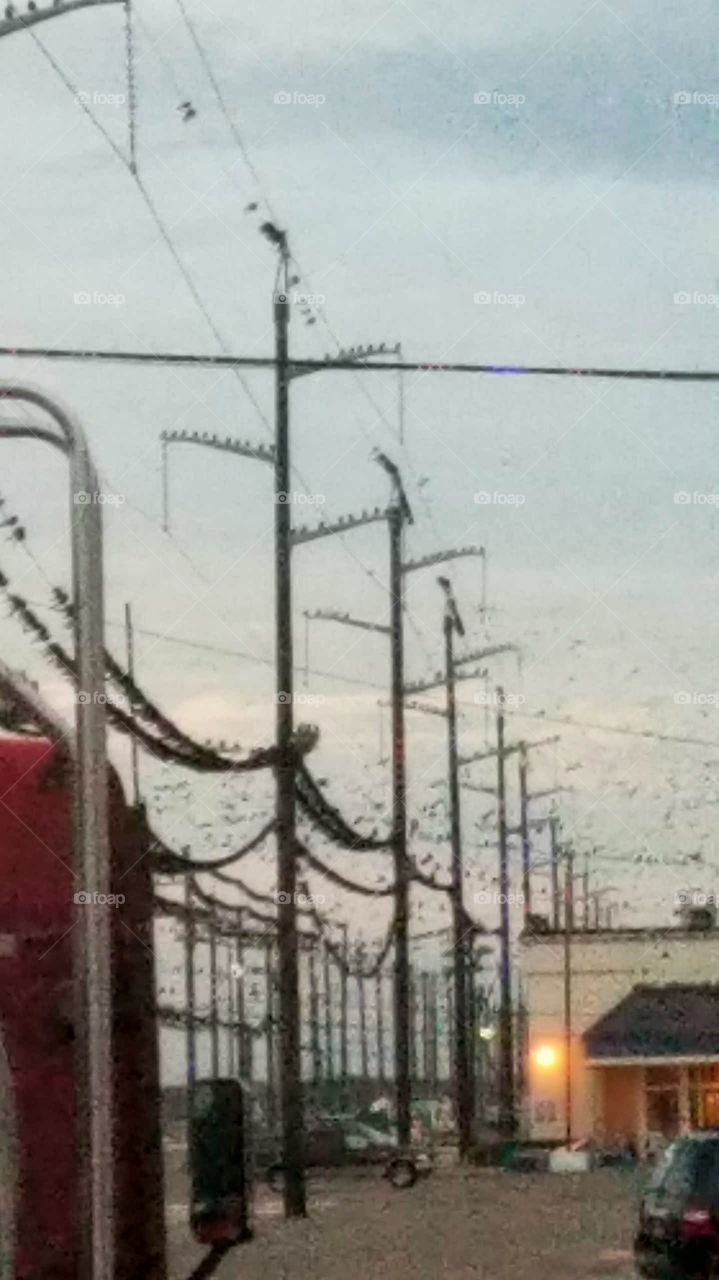 huge flock of birds on the wires