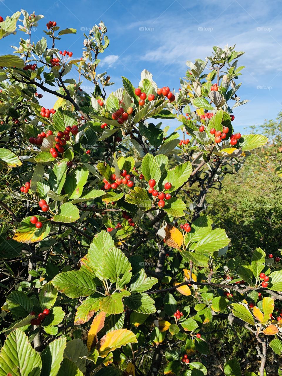 Beautiful ripened fruits of mountain ash