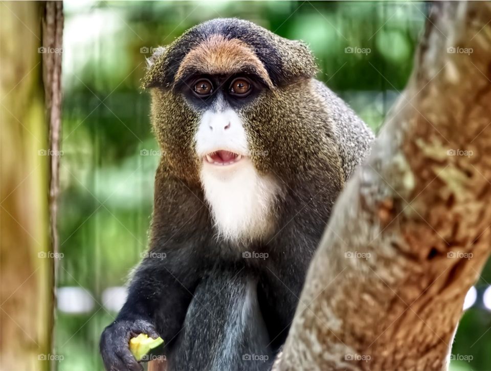 De Brazza’s Monkey eating lunch 