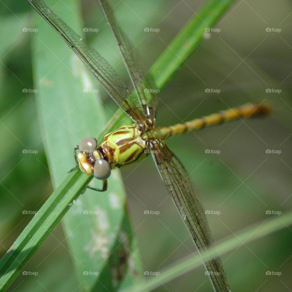 dragonfly