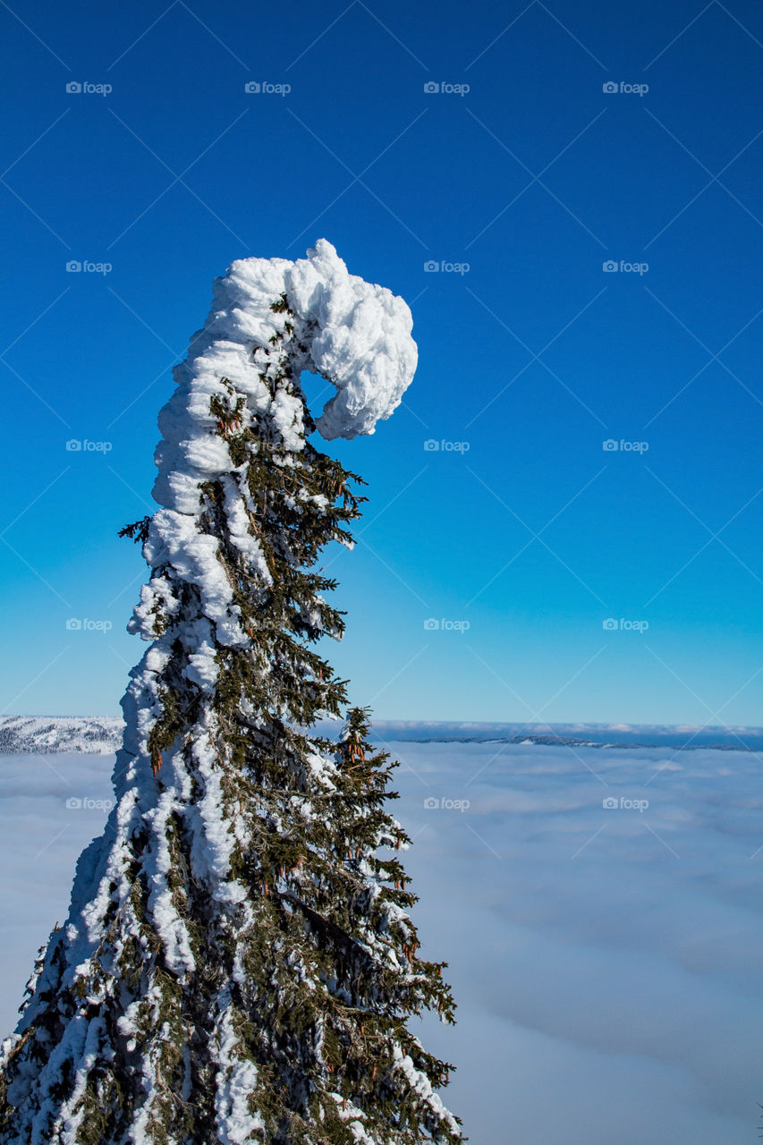 snow-covered spruce tree