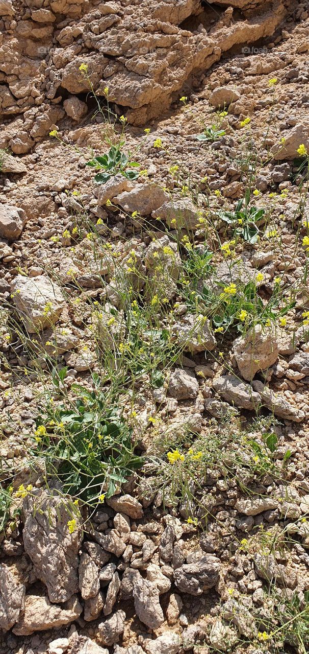 Flowers of UAE desert