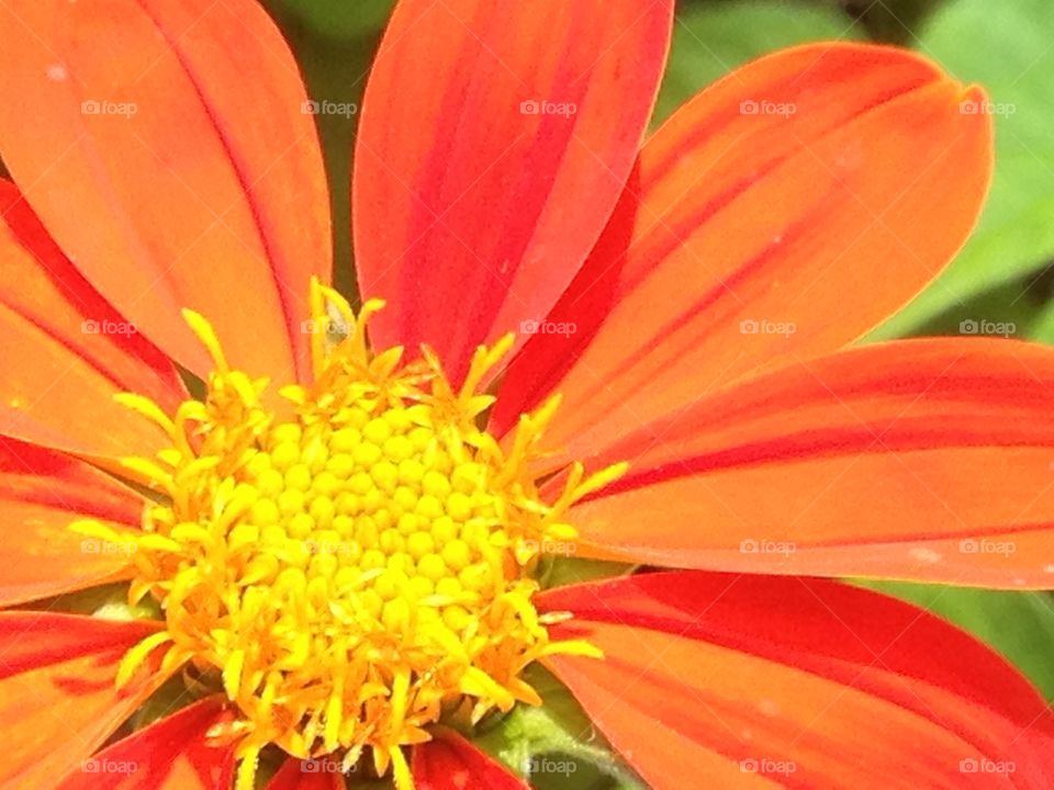Blooming orange
