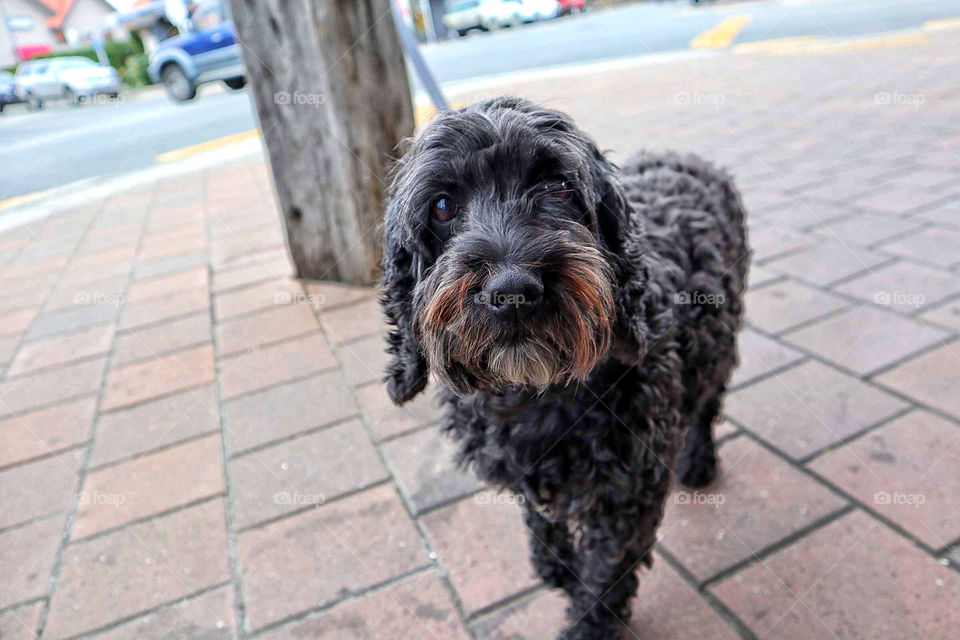 What would the wise dog say? 