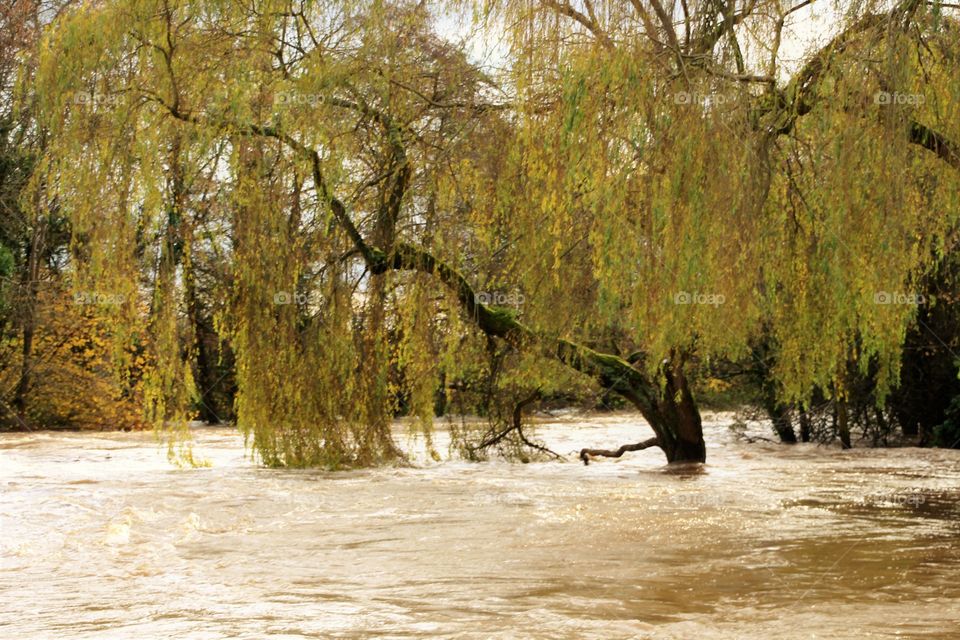 Scenic view of willow trees in river