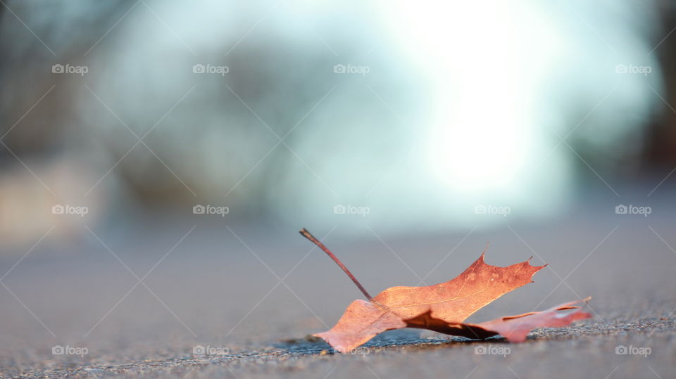 Last leaf 