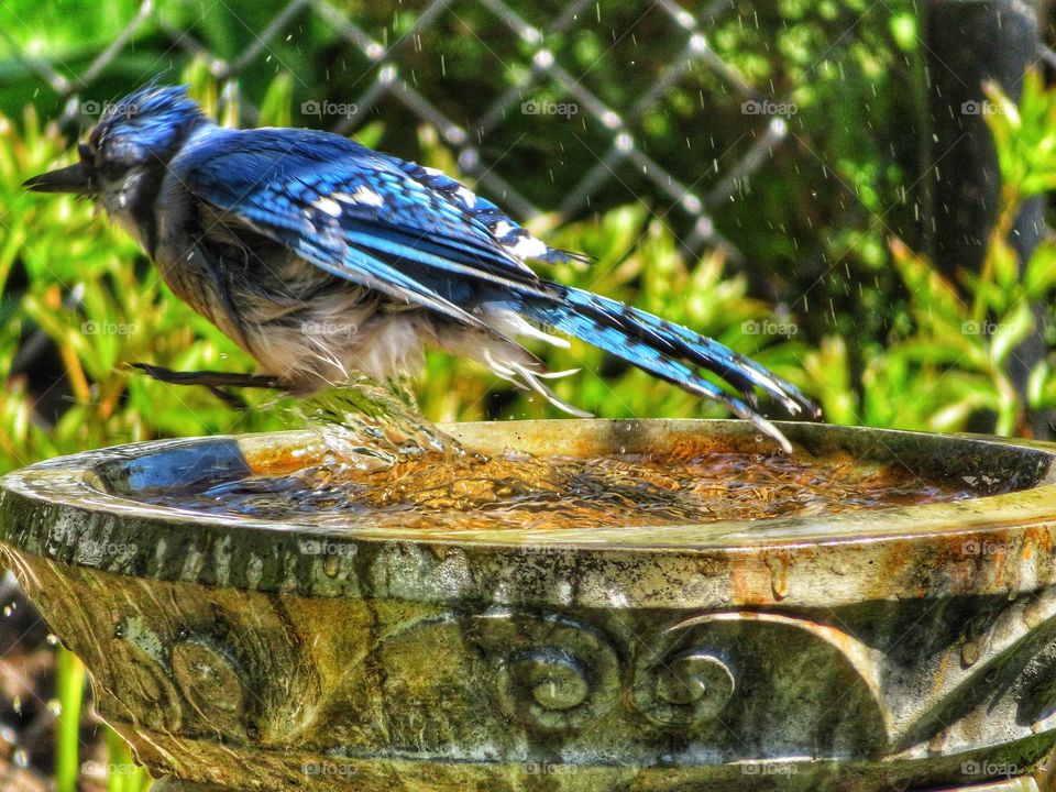 Take off blue jay my yard 