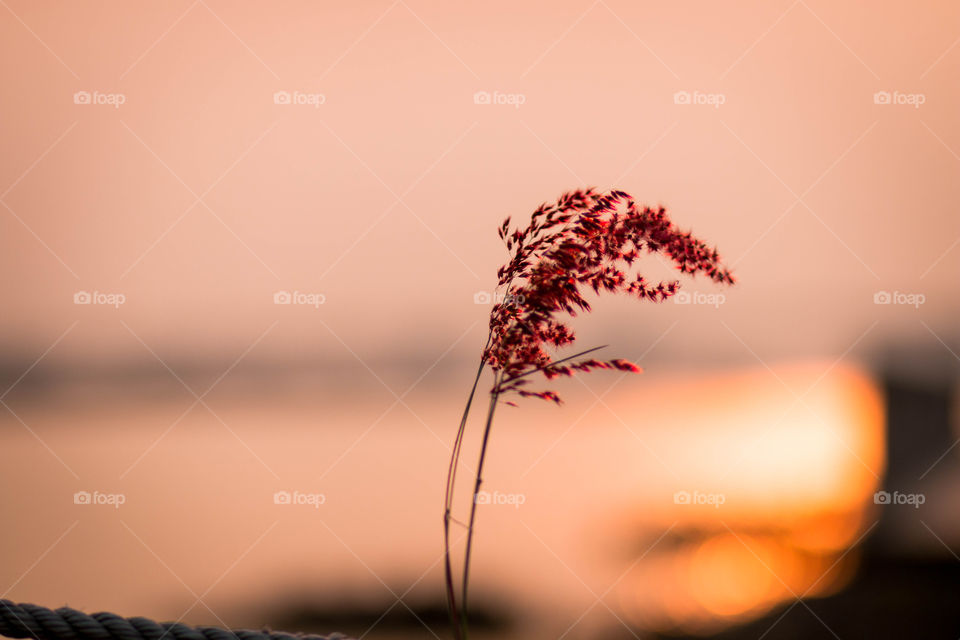 Wild grass in the sunset 