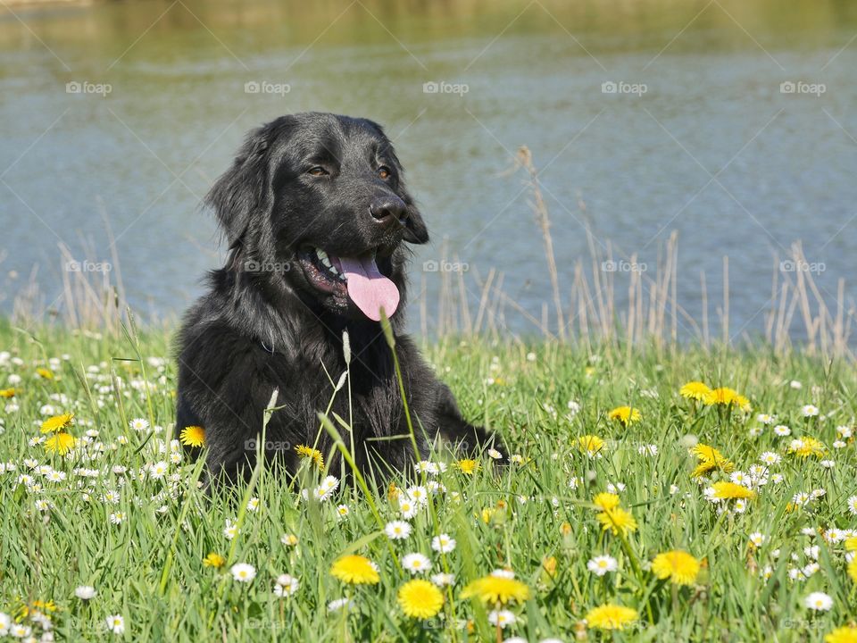 Hovawart lying in spring meadow