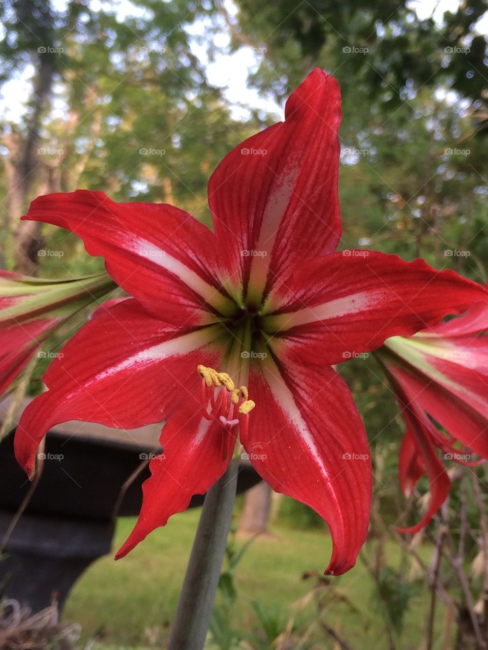 Red and white Lily