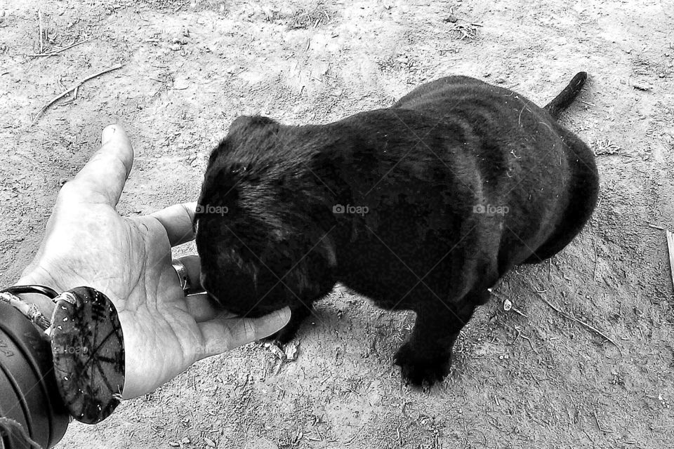 We met this little fellow on the road and became acquainted immediately.Sweetest puppy ever and we named him Kalu/black.