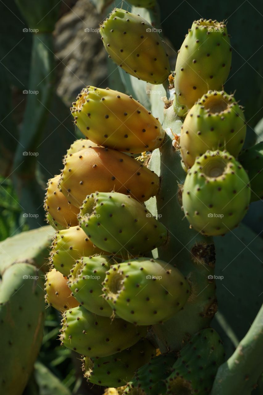 Figues de barbarie jaunes