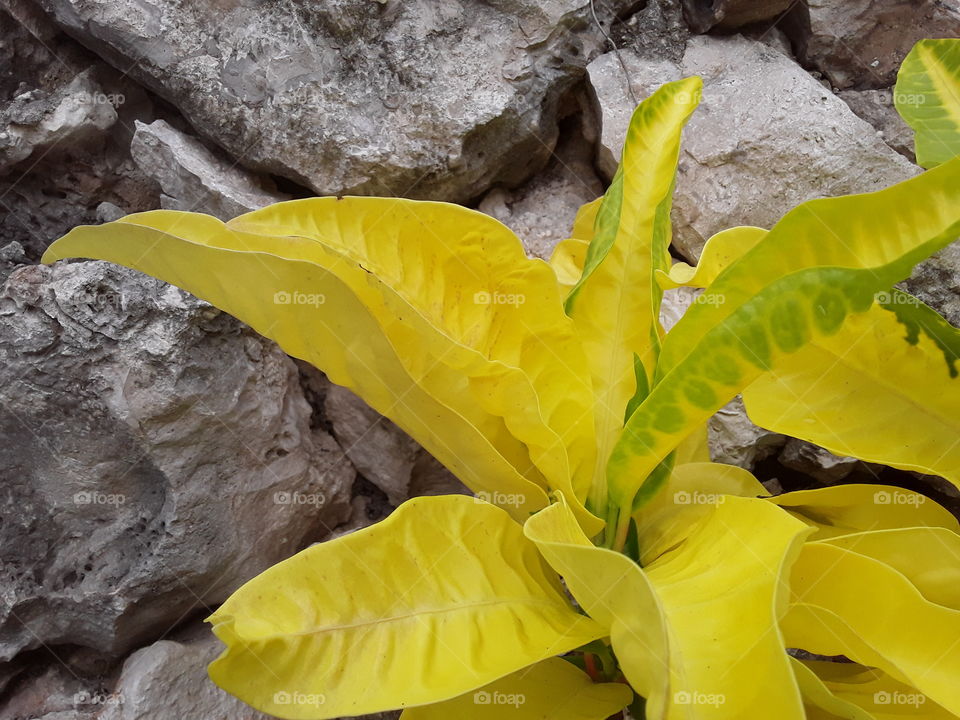 yellow shrub in nature against the background of a stone wall