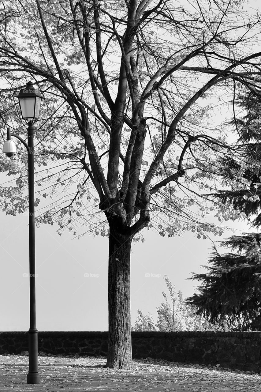 Black and white view of tree and street light