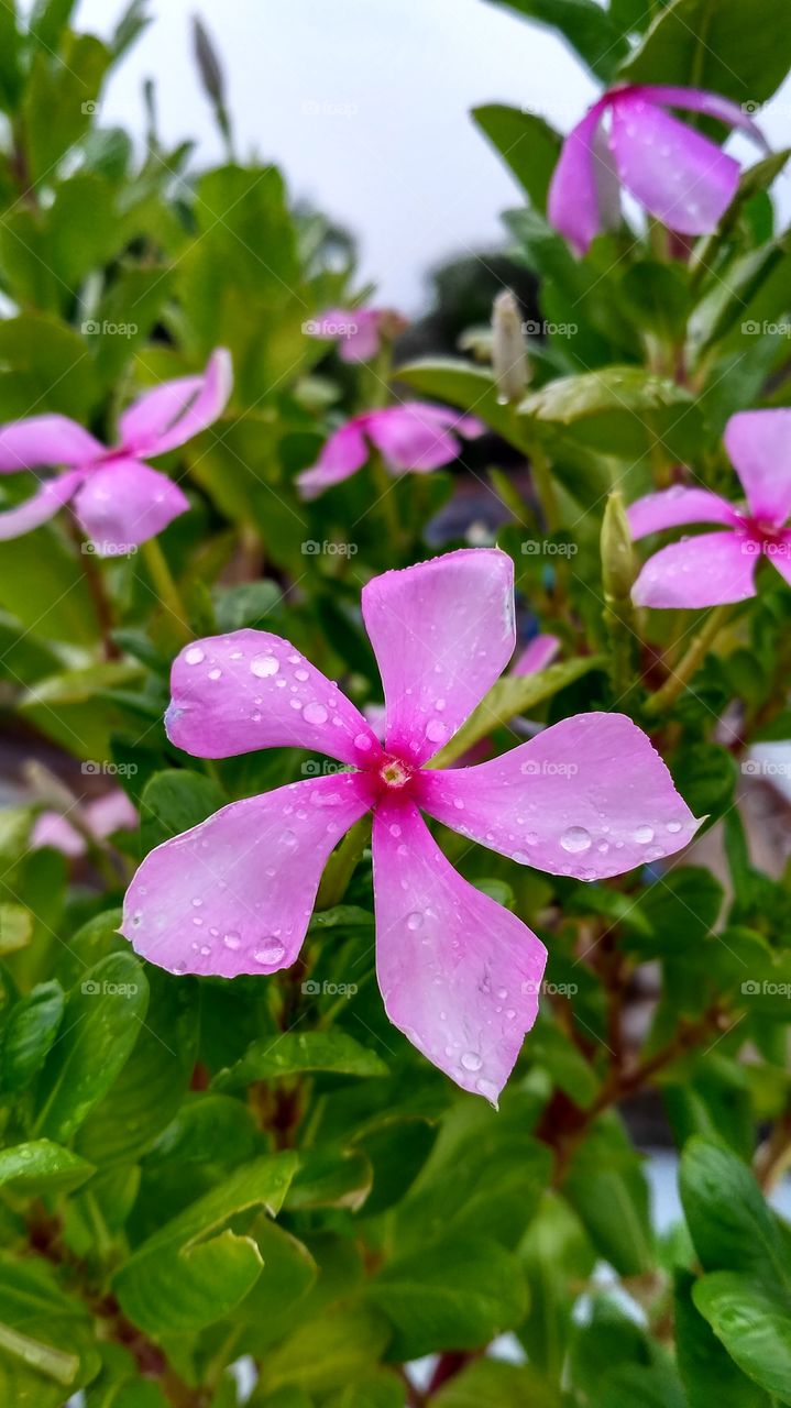 Beautiful Flowers, Rain droplets, blooming, pinkish red, charming, cheerful, breathtaking flowers in the garden