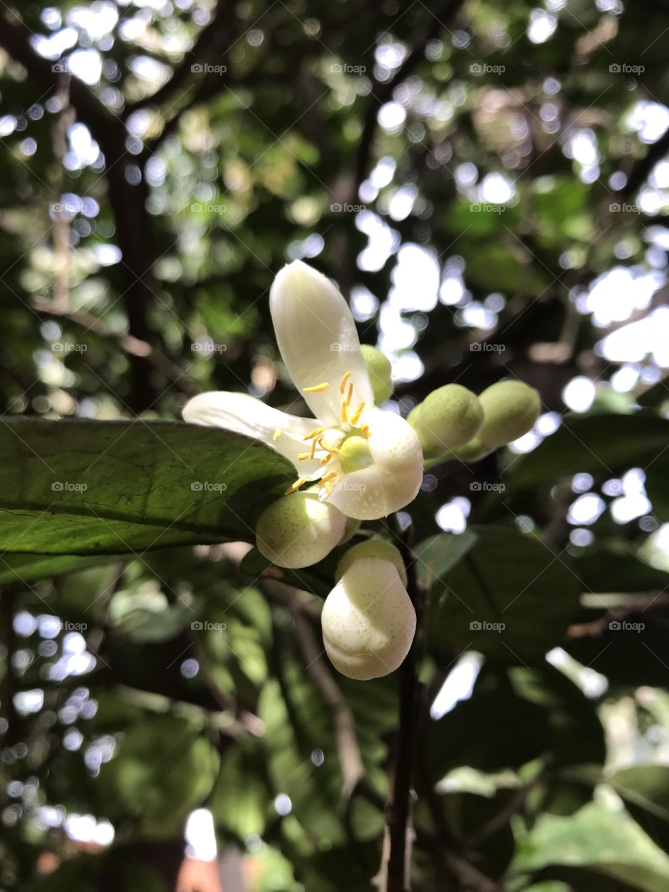 Kaffir lime flowers 