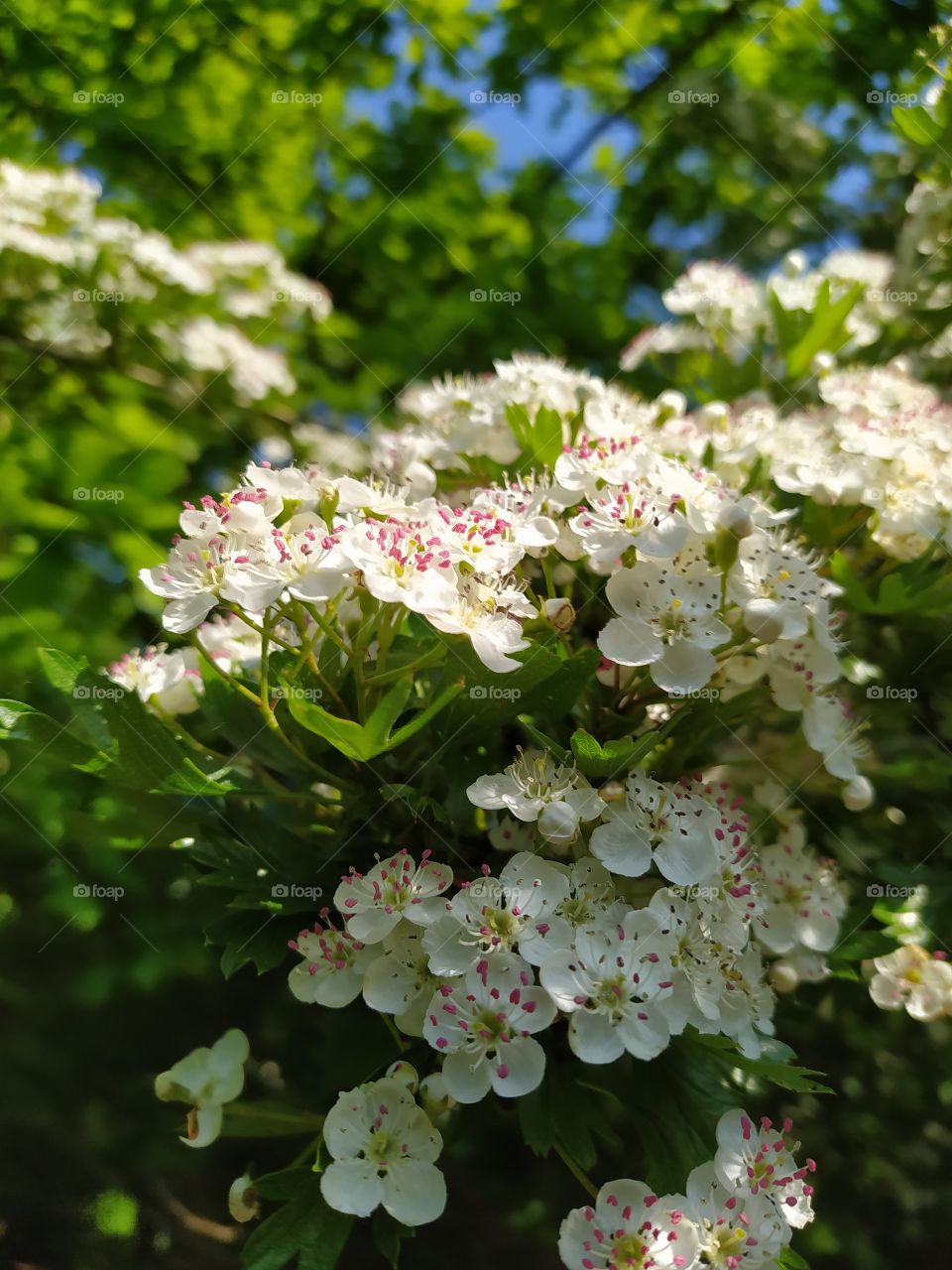 blossoms in the nature