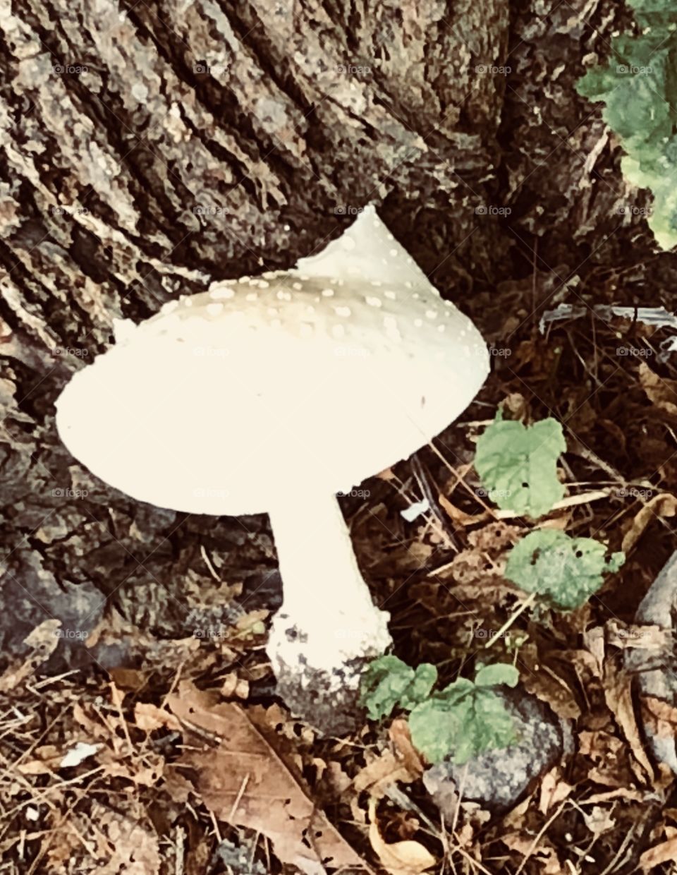 Mushroom solo