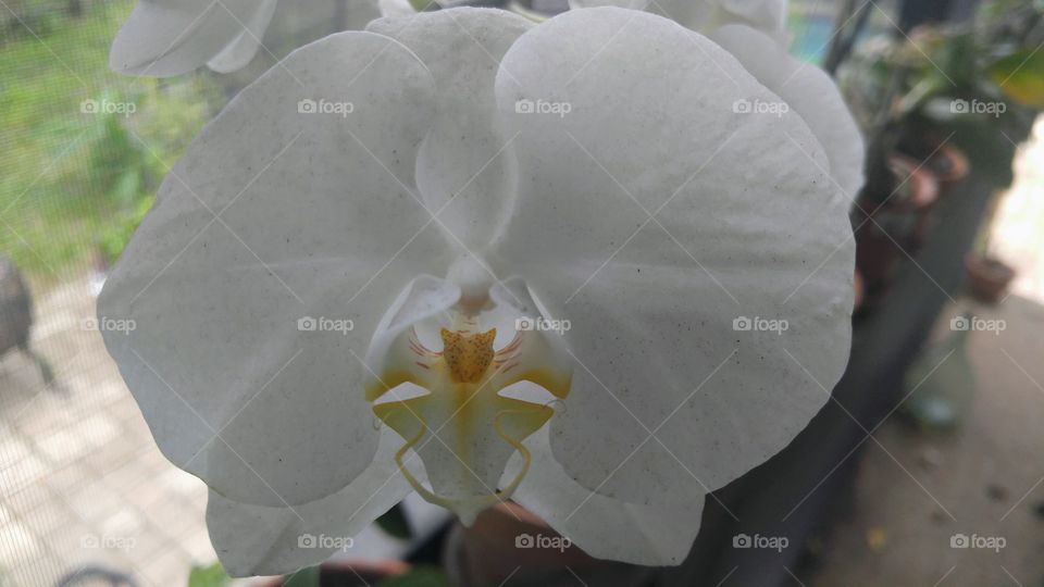 delicate whit orchid