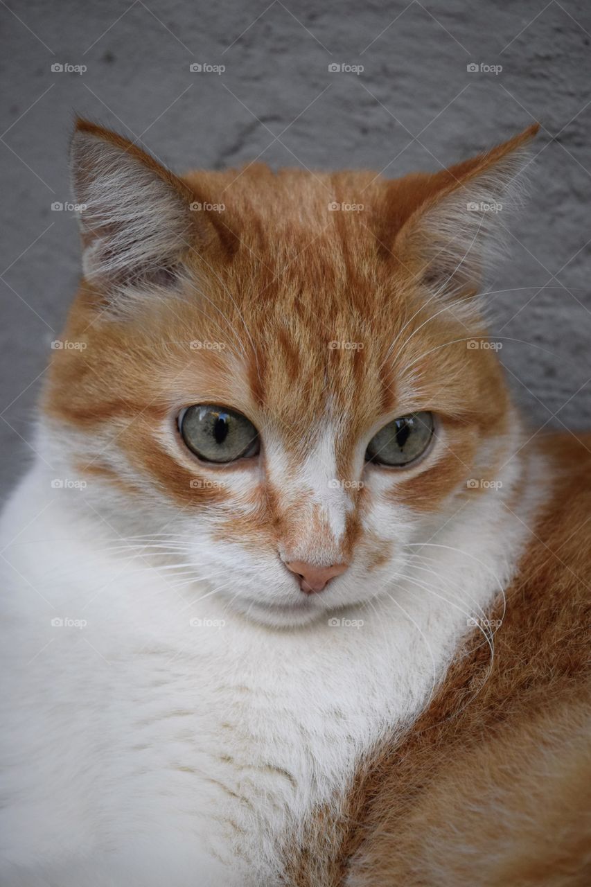 Orange cute cat 