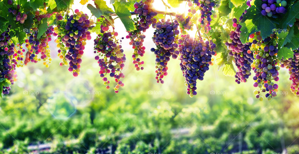 Grapes farming