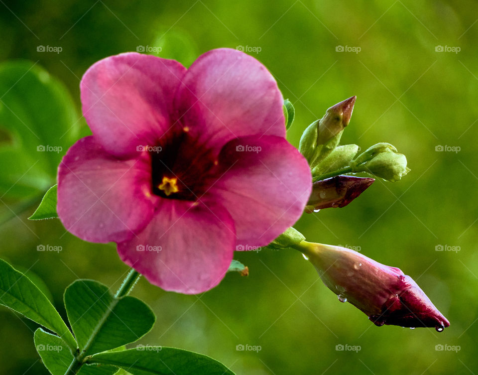 Floral photography  - allamanda