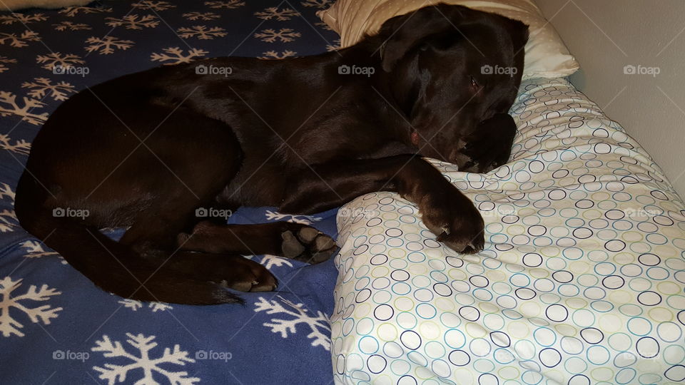 Chocolate Lab taking a nap on the pillow