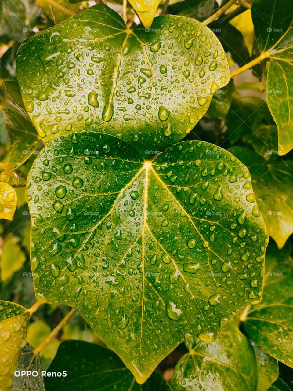rain on the leaves