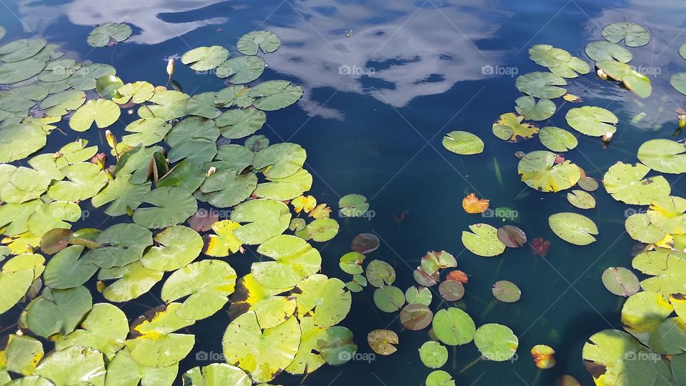 Shadows and Lily pads