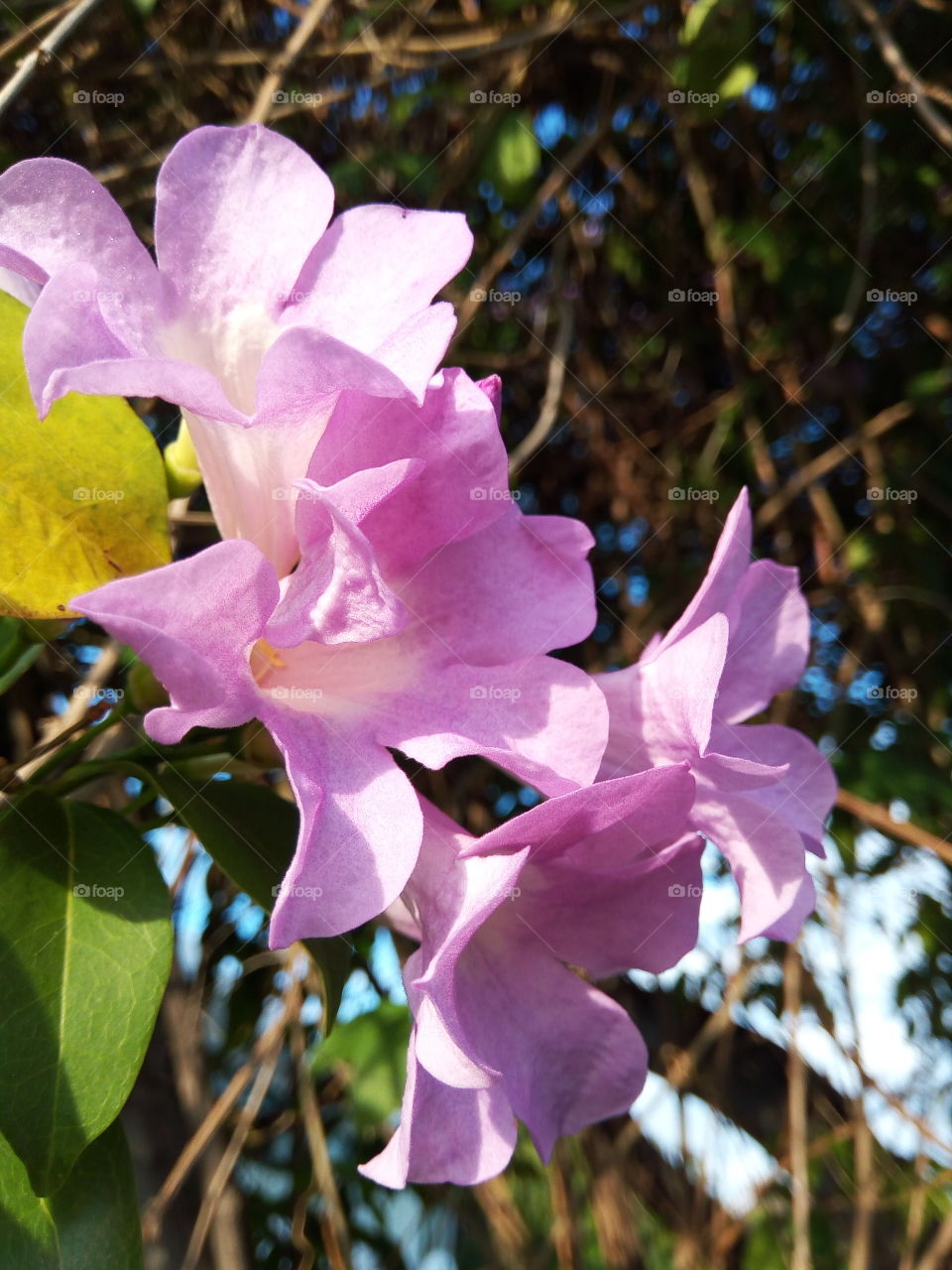 Violet  colored garlic flower
