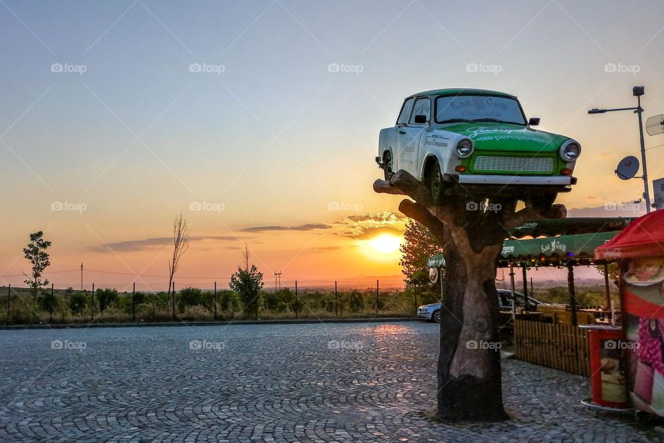 Car on top of a tree