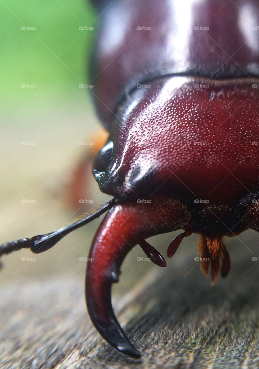 Big Red. Close up of a beetle.  Plenty of macro adventure in our own back yard. 
