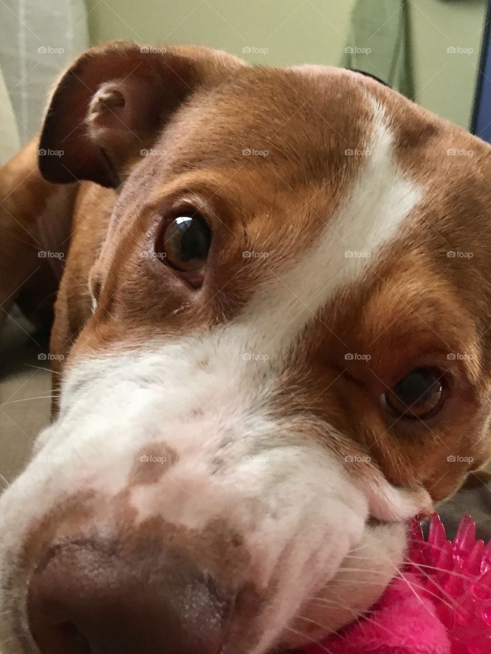 Beautiful Rescue pitbull playing with a ball