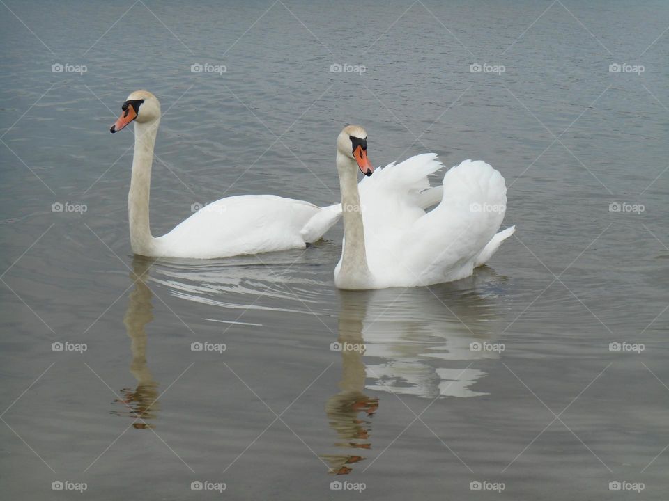 urban birds swans on a city lake